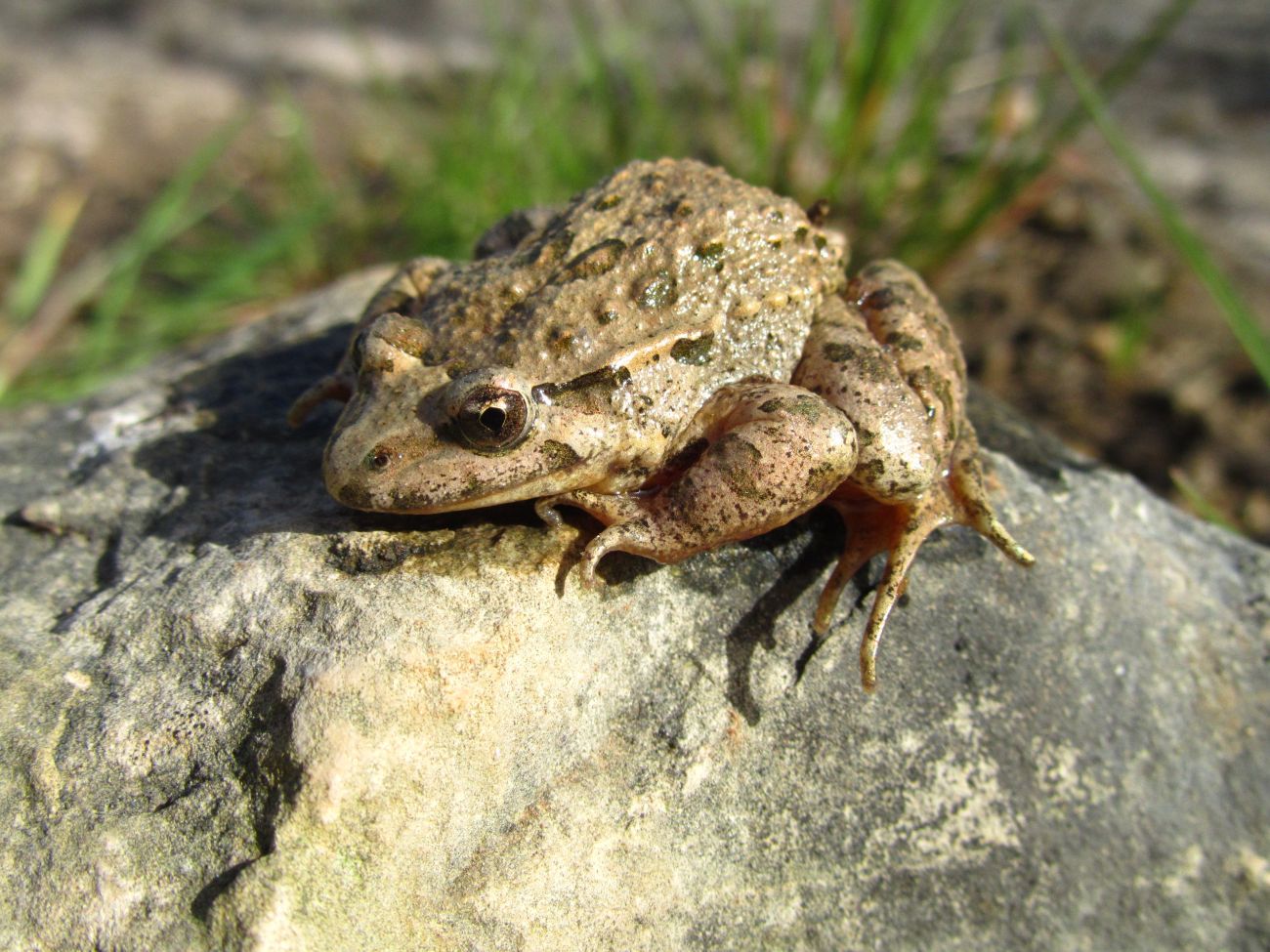 Sapo