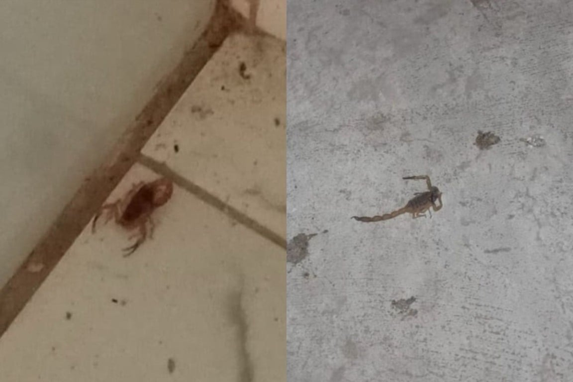 Terreno baldio favorece aparecimento de escorpiões no bairro Conceição; moradores cobram limpeza do mato no local