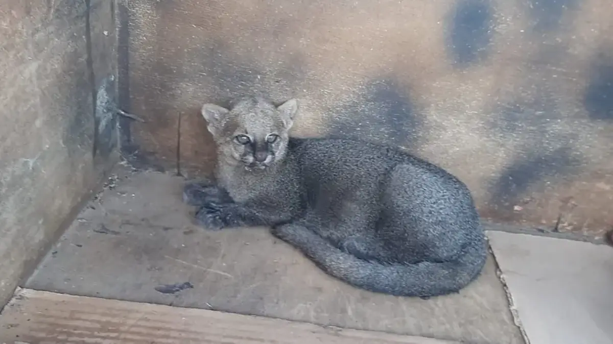 gato mourisco