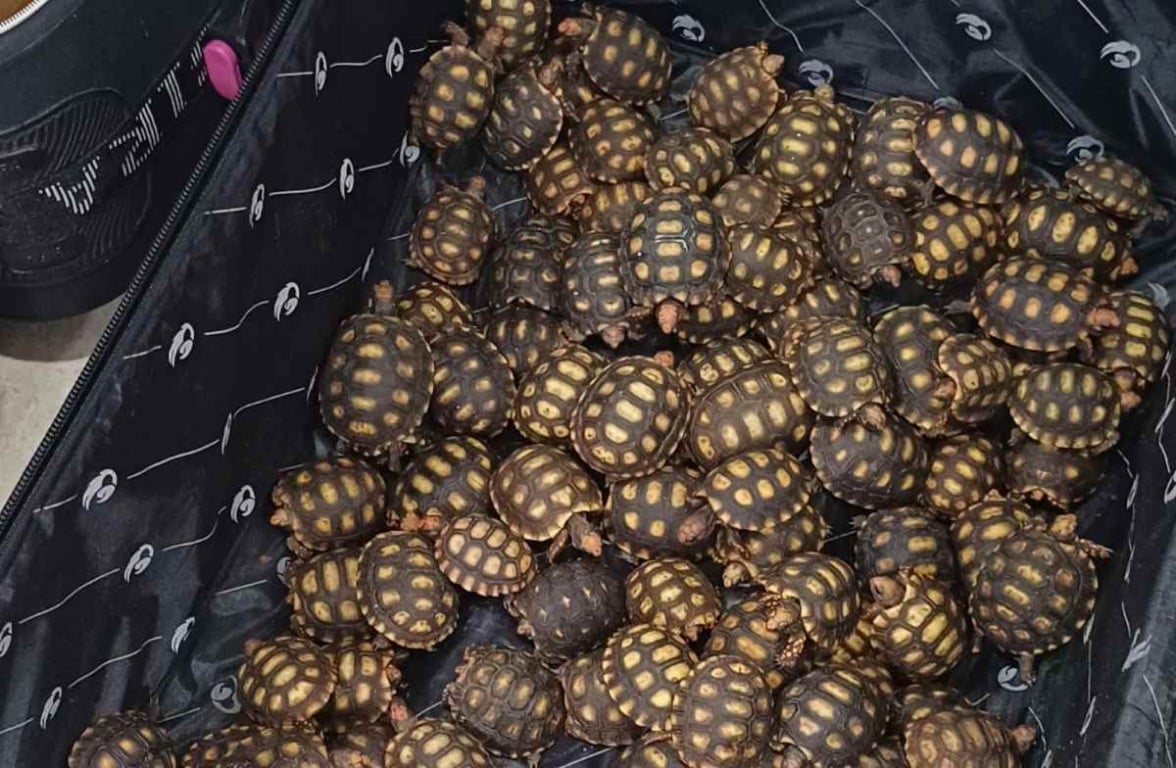 600 filhotes de jabutis encontrados em malas dentro de ônibus no Rio de Janeiro