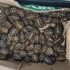 600 filhotes de jabutis encontrados em malas dentro de ônibus no Rio de Janeiro