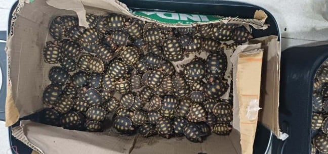 600 filhotes de jabutis encontrados em malas dentro de ônibus no Rio de Janeiro