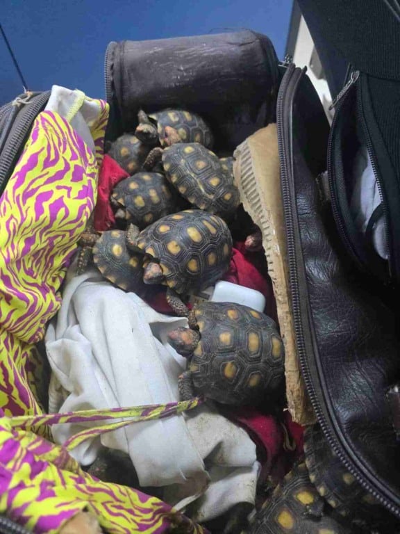 600 filhotes de jabutis encontrados em malas dentro de ônibus no Rio de Janeiro