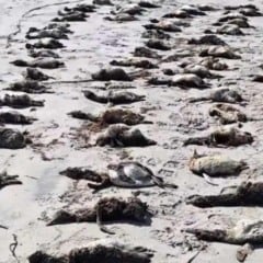 Mais de 700 pinguins aparecem mortos no litoral de São Paulo