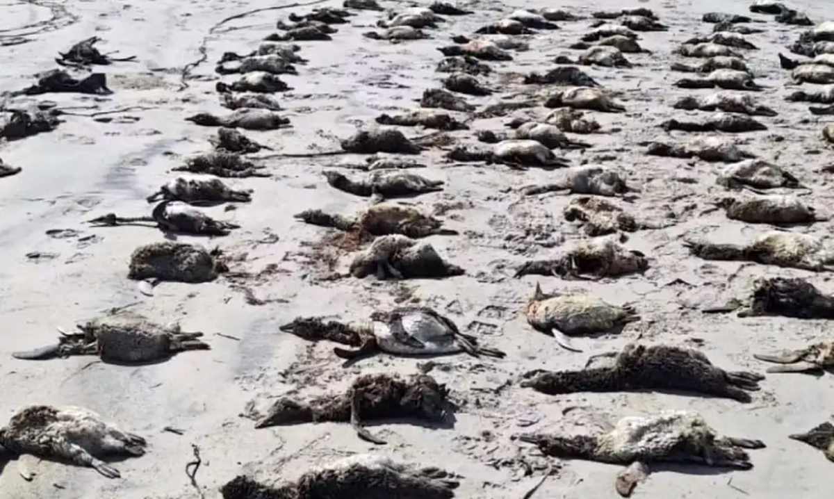 Mais de 700 pinguins aparecem mortos no litoral de São Paulo