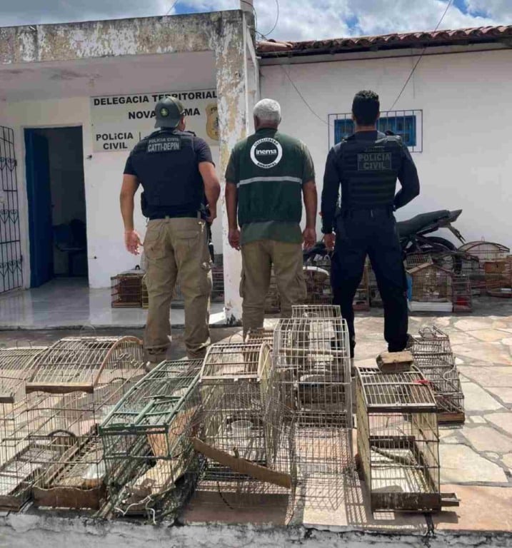Polícia Civil apreende 110 pássaros silvestres em Nova Fátima durante Operação Vôo Livre