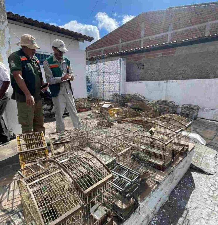 Polícia Civil apreende 110 pássaros silvestres em Nova Fátima durante Operação Vôo Livre