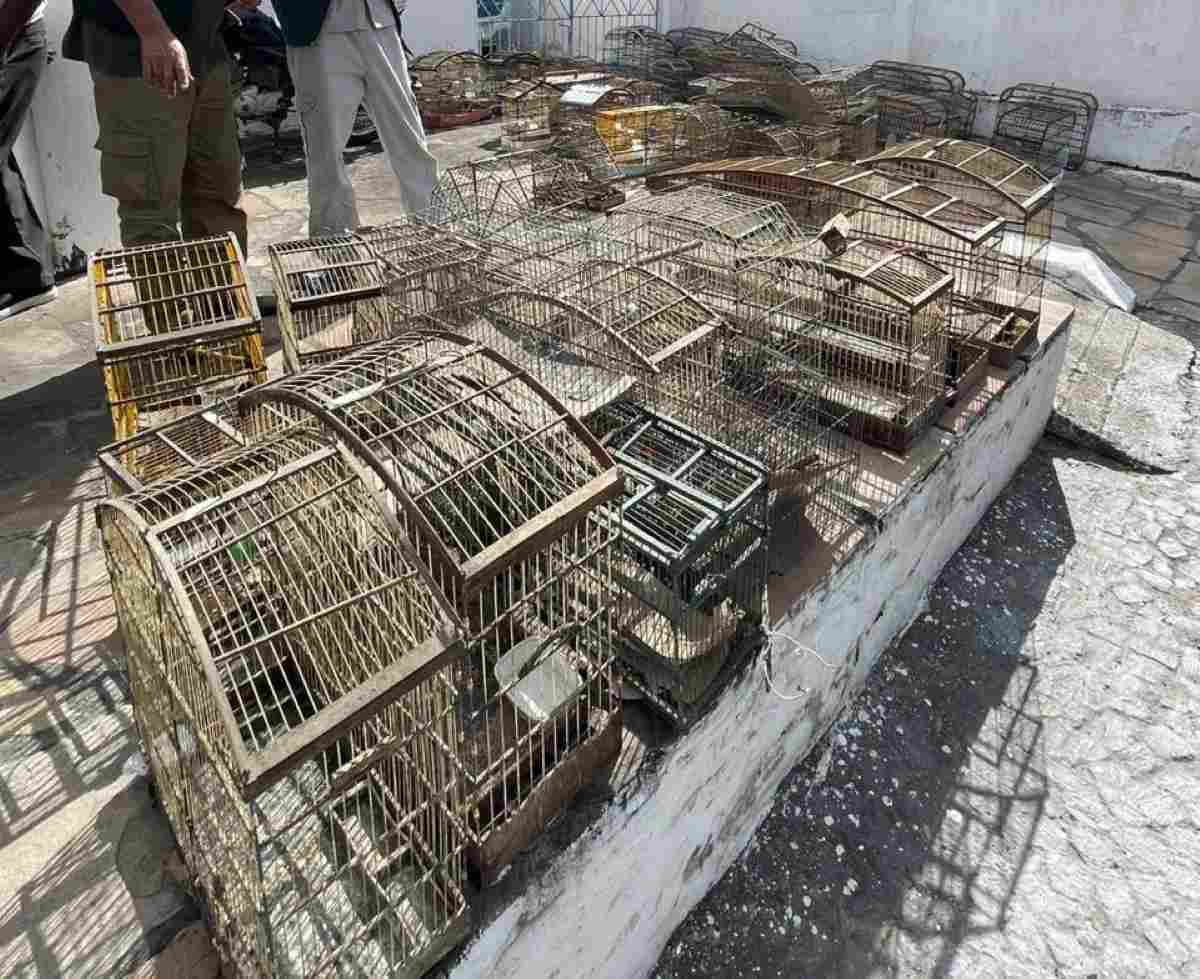 Polícia Civil apreende 110 pássaros silvestres em Nova Fátima durante Operação Vôo Livre