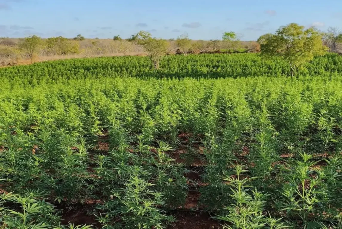 pés de maconha