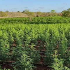 pés de maconha