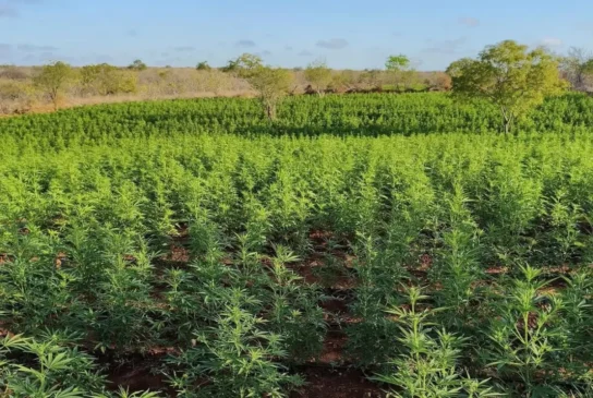 pés de maconha