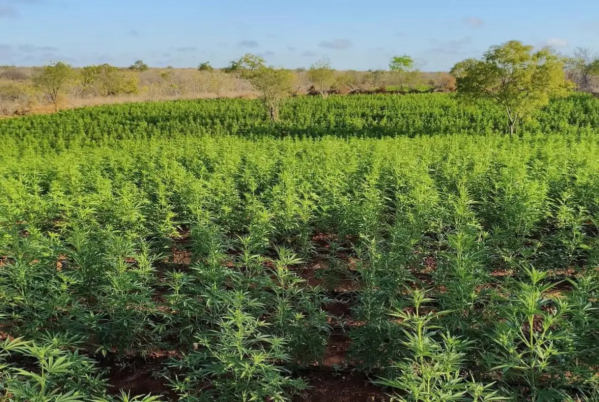 pés de maconha