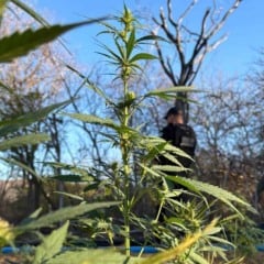 Plantação de Maconha