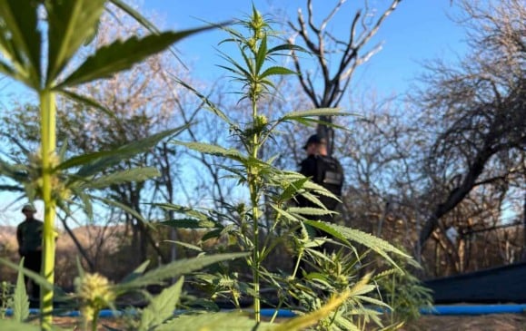 Plantação de Maconha