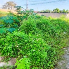 Terreno baldio favorece aparecimento de escorpiões no bairro Conceição; moradores cobram limpeza do mato no local