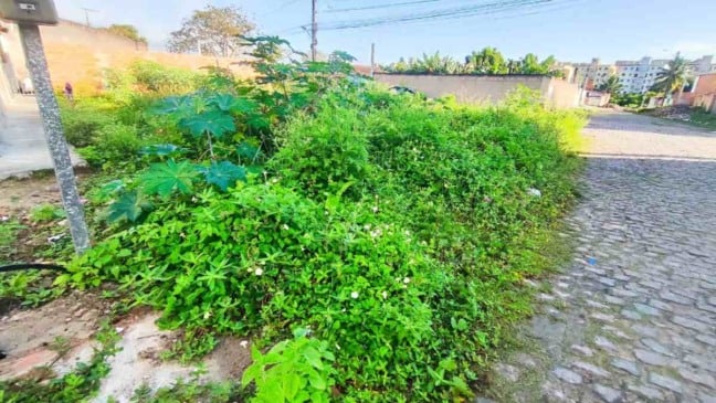 Terreno baldio favorece aparecimento de escorpiões no bairro Conceição; moradores cobram limpeza do mato no local