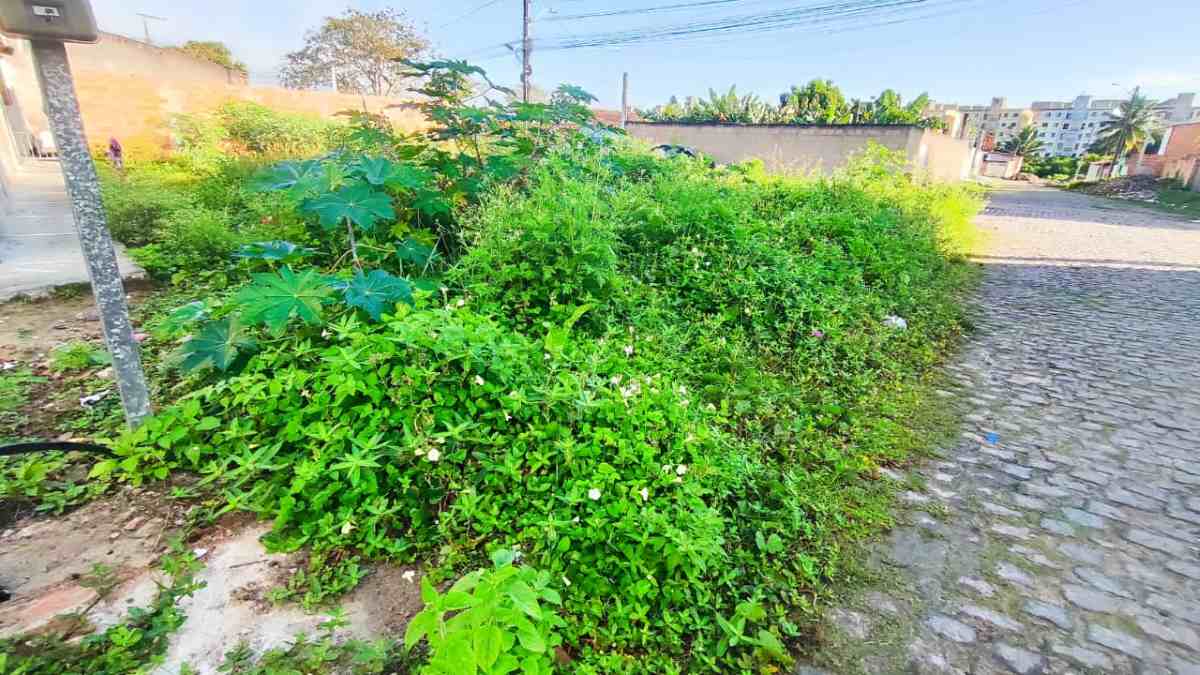 Terreno baldio favorece aparecimento de escorpiões no bairro Conceição; moradores cobram limpeza do mato no local