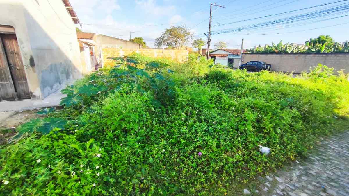 Terreno baldio favorece aparecimento de escorpiões no bairro Conceição; moradores cobram limpeza do mato no local