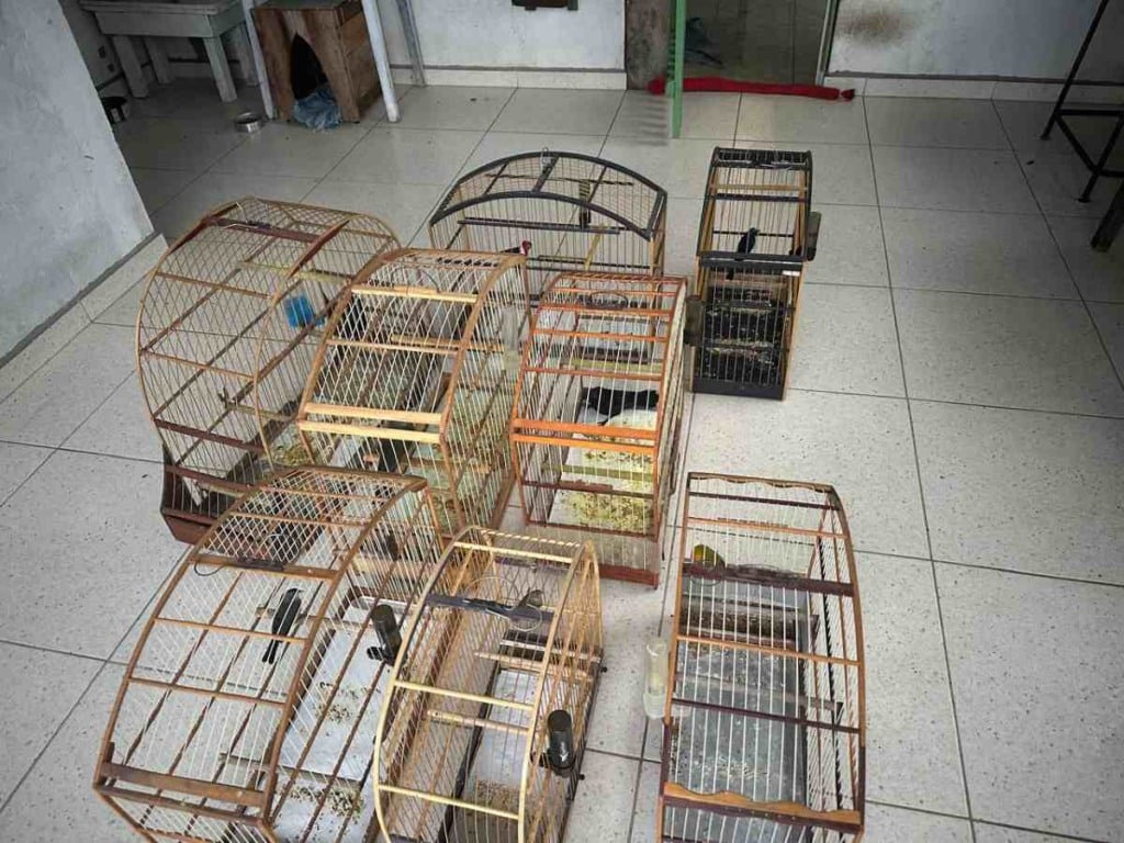 Suspeitos por envolvimento com tráfico interestadual de animais silvestres são presos em Poções