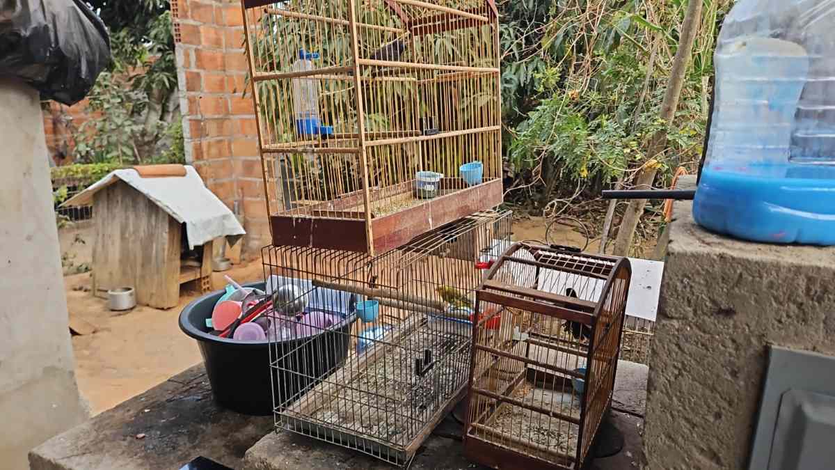 Suspeitos por envolvimento com tráfico interestadual de animais silvestres são presos em Poções