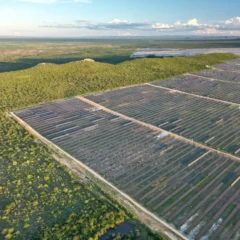 Bahia é o estado do Nordeste que mais perde Caatinga para usinas solares