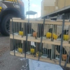 PRF resgata 60 animais silvestres e apreende rebites em Milagres