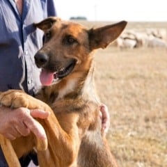 Primeira etapa do projeto de controle populacional de cães no semiárido recebe R$ 3 milhões de investimento