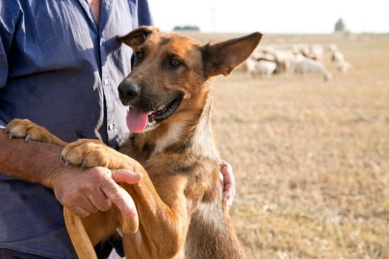 Primeira etapa do projeto de controle populacional de cães no semiárido recebe R$ 3 milhões de investimento