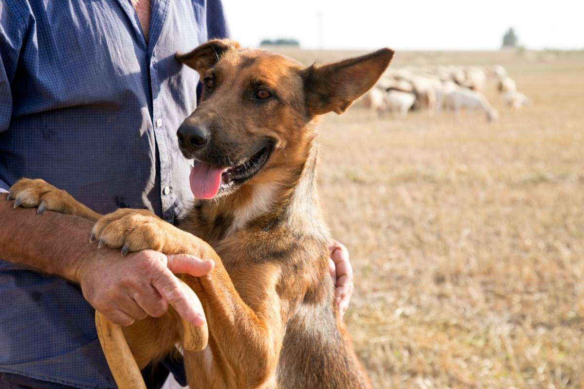 Primeira etapa do projeto de controle populacional de cães no semiárido recebe R$ 3 milhões de investimento