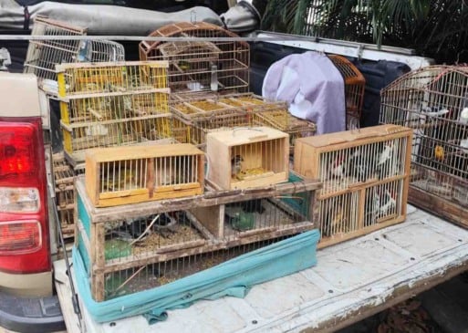 Crime ambiental: 277 aves silvestres são apreendidas durante operação em Feira de Santana e Santo Estêvão