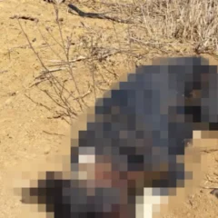 cachorro morto a pauladas