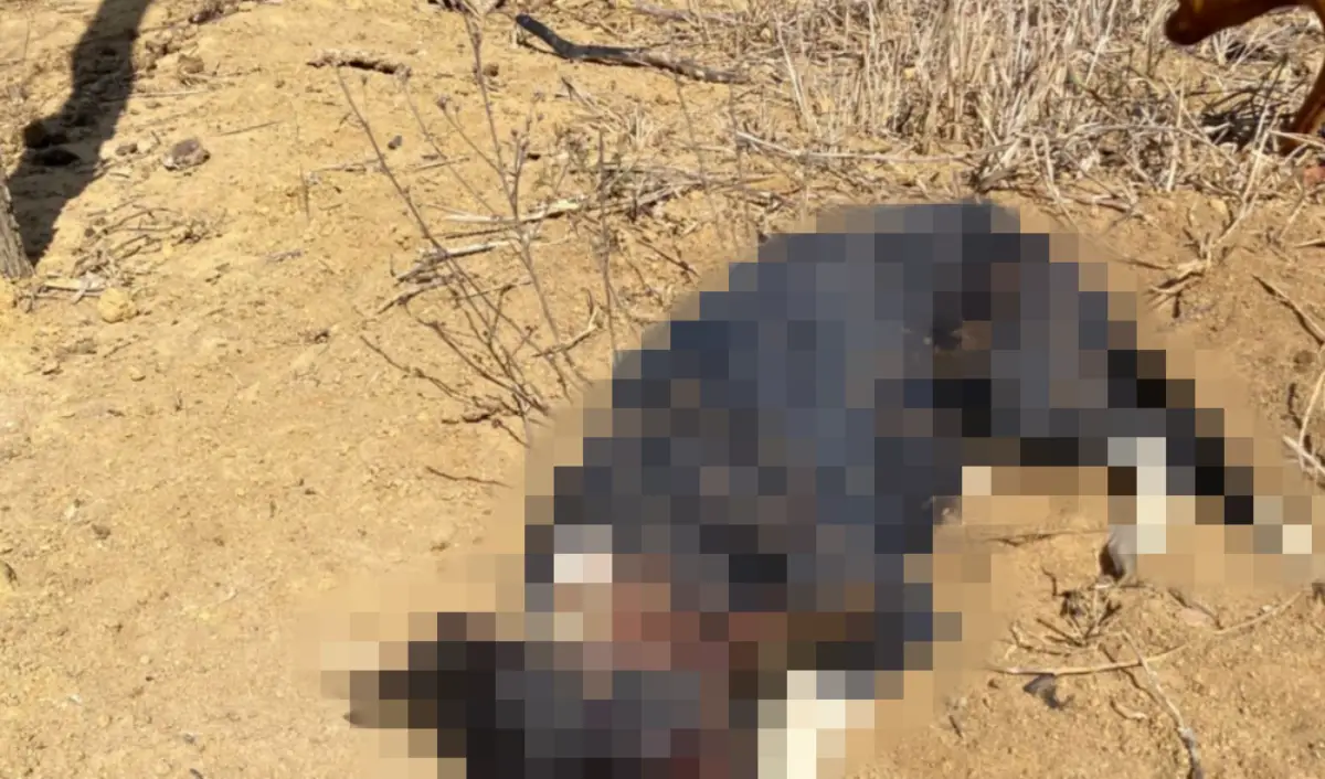 cachorro morto a pauladas