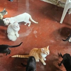 Cuidadora de 40 gatos enfrenta dificuldades para manter animais em Feira de Santana
