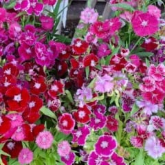 Dia do Florista: quando a paixão pelas flores vira profissão que encanta todos os dias