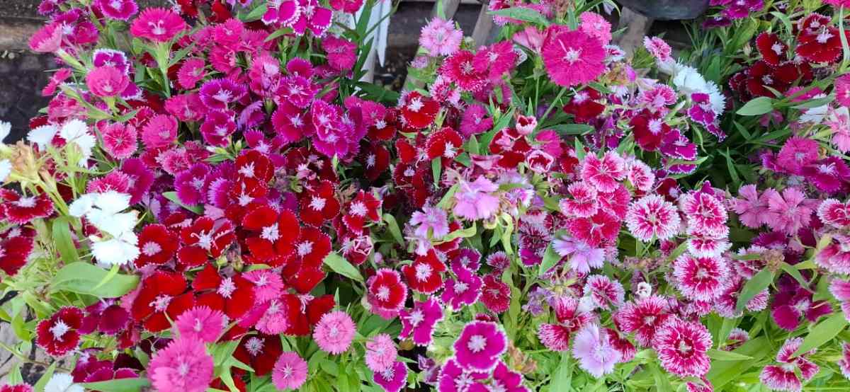 Dia do Florista: quando a paixão pelas flores vira profissão que encanta todos os dias