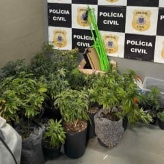 Estufas com dezenas de pés de maconha são descobertas dentro de apartamento em Salvador
