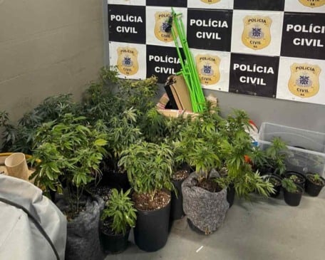 Estufas com dezenas de pés de maconha são descobertas dentro de apartamento em Salvador