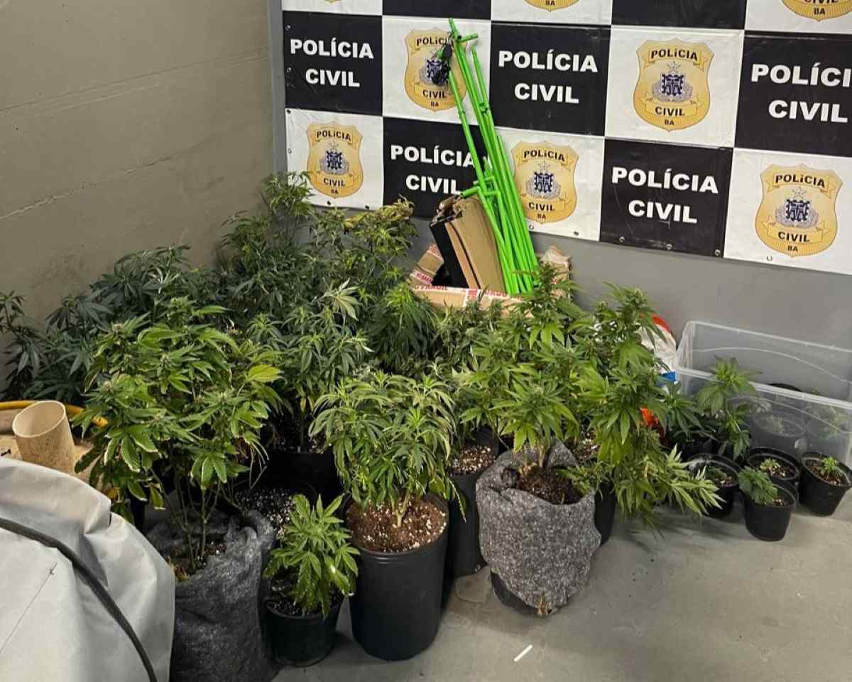 Estufas com dezenas de pés de maconha são descobertas dentro de apartamento em Salvador