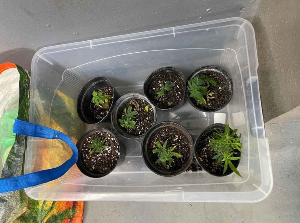 Estufas com dezenas de pés de maconha são descobertas dentro de apartamento em Salvador