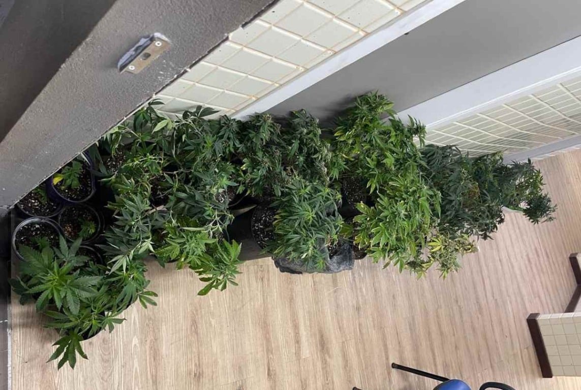 Estufas com dezenas de pés de maconha são descobertas dentro de apartamento em Salvador