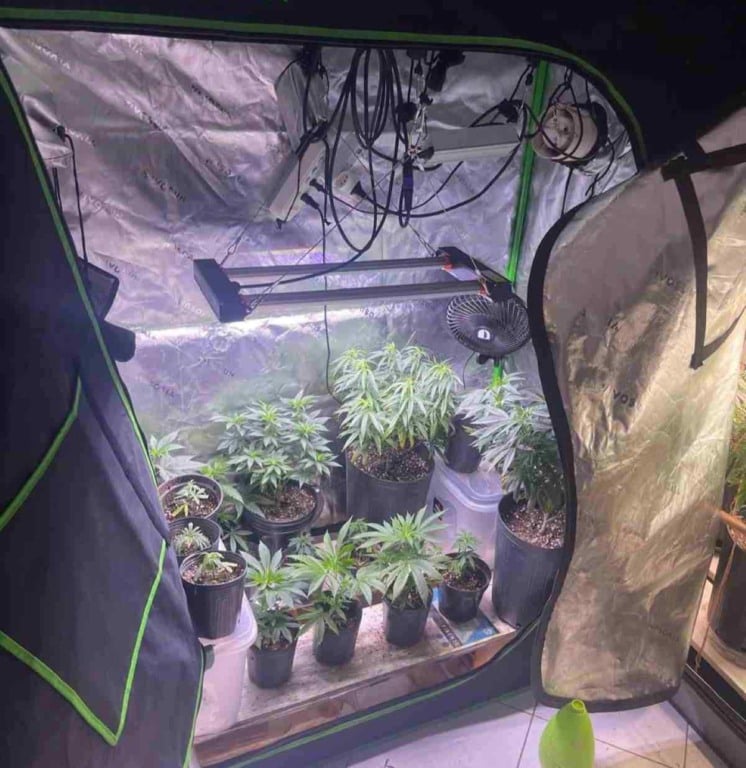 Estufas com dezenas de pés de maconha são descobertas dentro de apartamento em Salvador