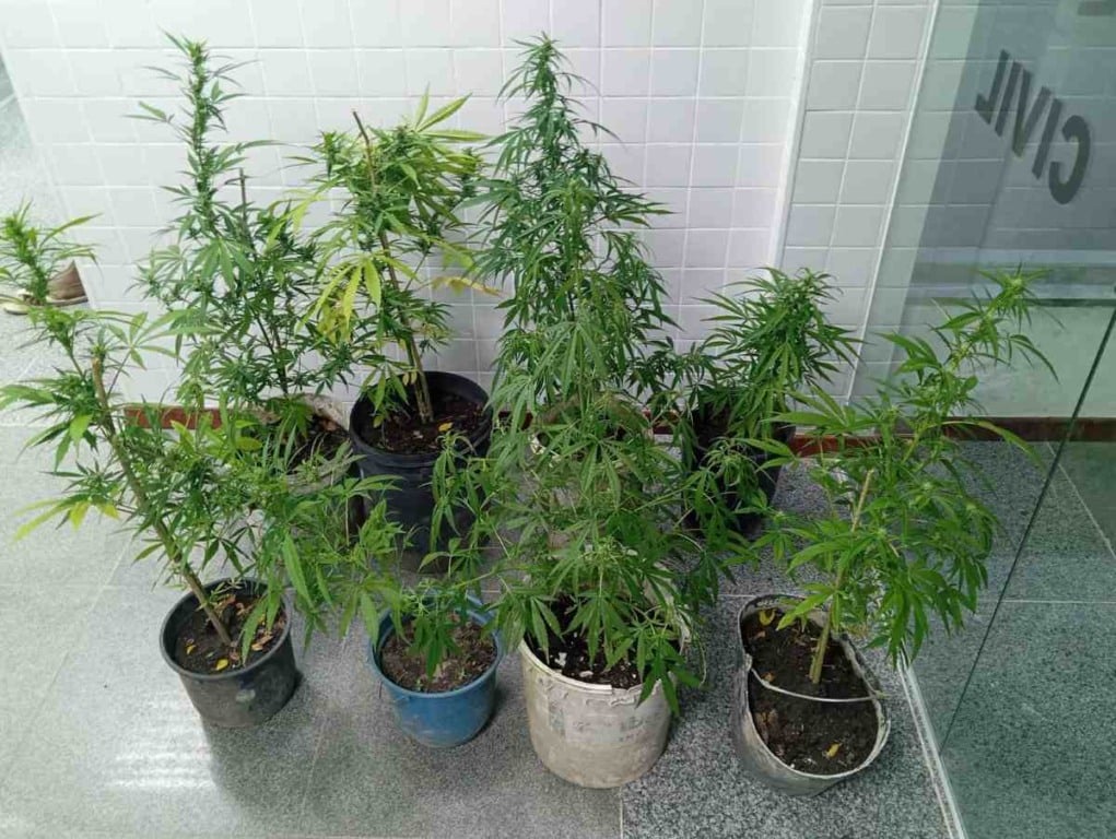 Pés de maconha são apreendidos em São Gonçalo dos Campos; um homem foi preso por tráfico de drogas