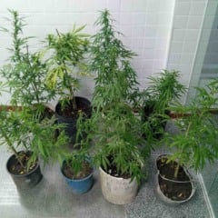 Pés de maconha são apreendidos em São Gonçalo dos Campos; um homem foi preso por tráfico de drogas