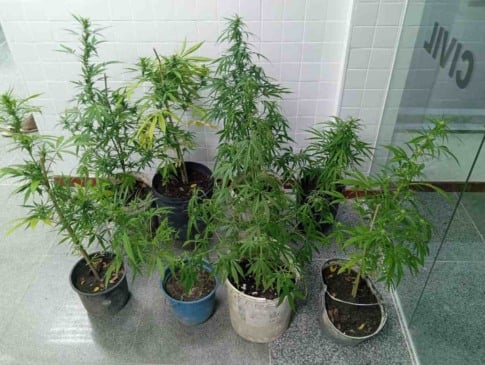 Pés de maconha são apreendidos em São Gonçalo dos Campos; um homem foi preso por tráfico de drogas