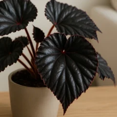 A beleza rara da begônia negra e como cuidar sem perder a coloração intensa