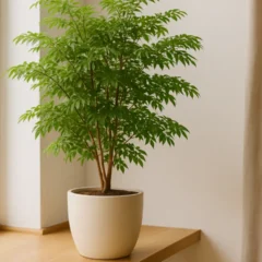 Árvore-da-felicidade como posicionar no feng shui para atrair prosperidade e harmonia