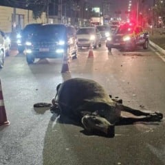 Carro atinge duas vacas soltas na Avenida Noide Cerqueira