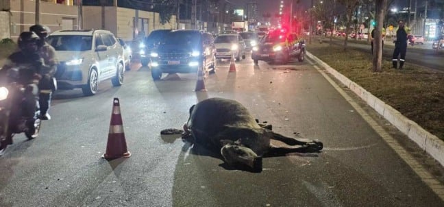 Carro atinge duas vacas soltas na Avenida Noide Cerqueira