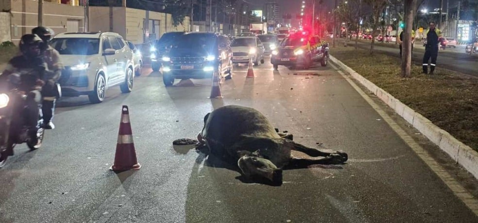 Carro atinge duas vacas soltas na Avenida Noide Cerqueira
