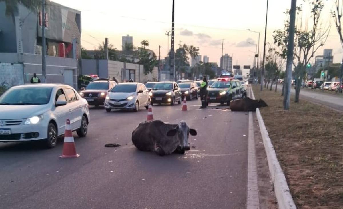 Carro atinge duas vacas soltas na Avenida Noide Cerqueira